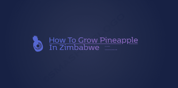 How to Grow Pineapple in Zimbabwe