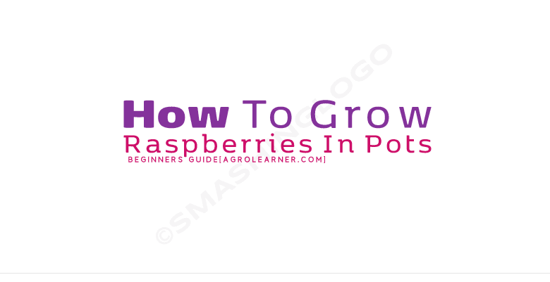 How to Grow Raspberries in Pots