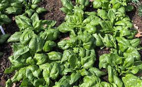 How to Grow Spinach in Florida