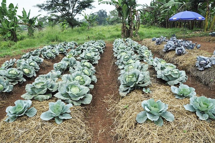 How to Grow Vegetables in Uganda