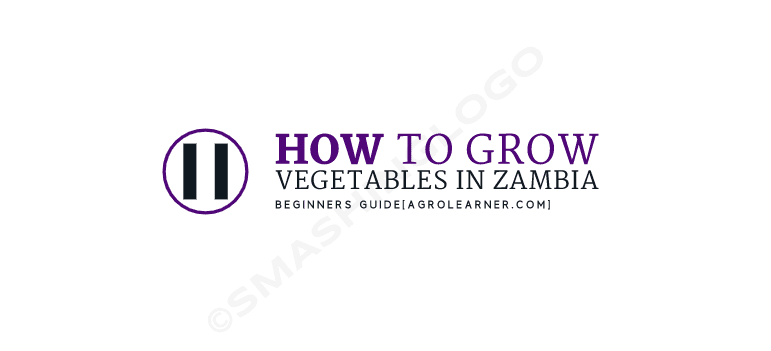 How to Grow Vegetables in Zambia
