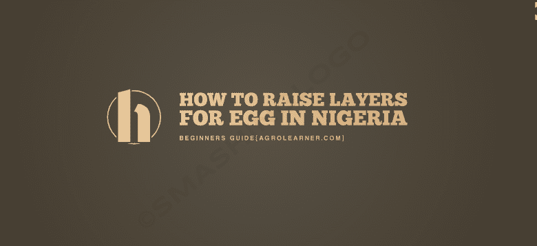 How to Raise Layers for Egg in Nigeria