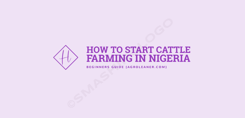 How to Start Cattle Farming in Nigeria