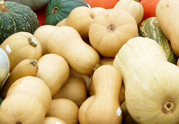 How to grow Butternut in South Africa
