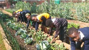 Organic Plant Cultivation In South Africa