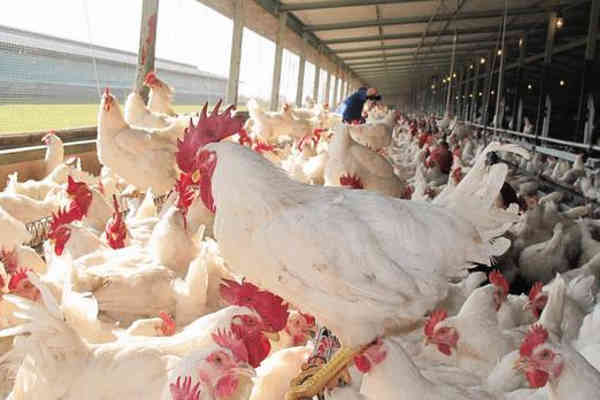 Poultry Farming Tips For Beginners