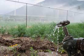 Water Conservation Techniques for Plant Cultivation in South Africa