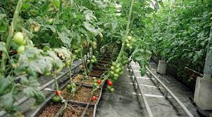 agronomic practices for tomatoes
