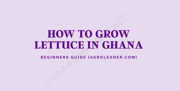 how to grow lettuce in Ghana