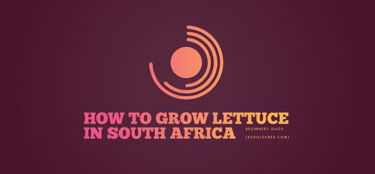 how to grow lettuce in South Africa