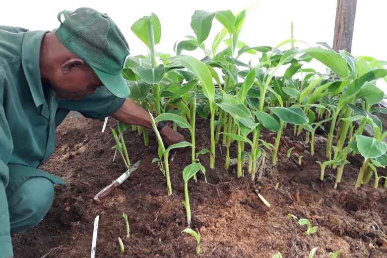 how to grow plantain in South Africa