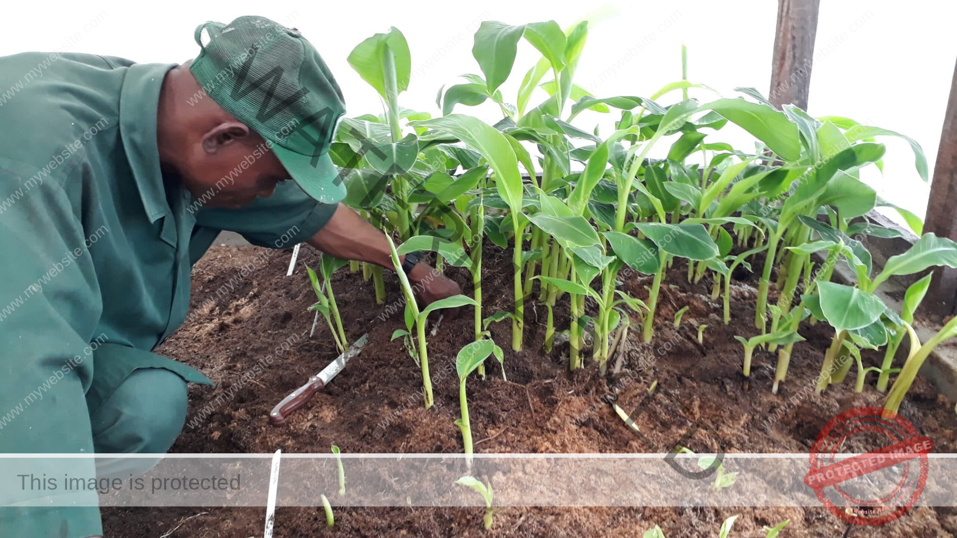 Plantain Propagation Methods In South Africa Complete Guide plantain-propagation-methods-in-south-africa-complete-guide