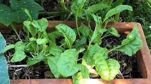 how to grow spinach in Australia