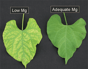 signs of magnesium deficiency in crops