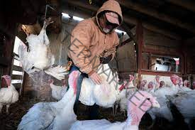 Avian Influenza Disease In Poultry Farm