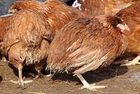 Coccidiosis Diseases in Poultry Farms