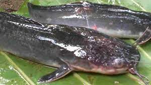 Common Catfish Diseases In Africa And How To Treat