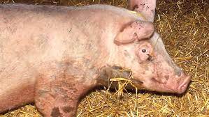 Common Diseases In Pigs And Treatment