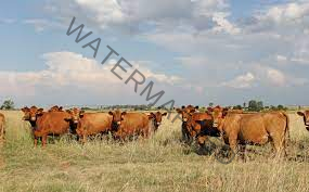 Common Diseases Of Cattle In Africa