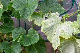 Common Diseases Of Cucumber And Treatment