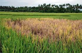 Common Diseases Of Rice Farm