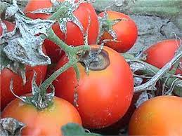Common Diseases Of Tomato Farm