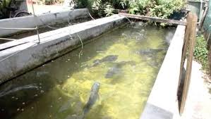 Common Diseases That Affects Fish Farm