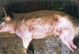 Common Viral Pig Diseases