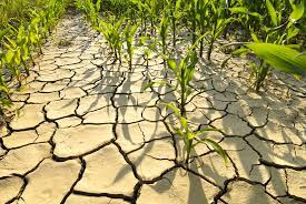 Crops Resistant To Drought