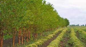 Crops Suitable For Agroforestry
