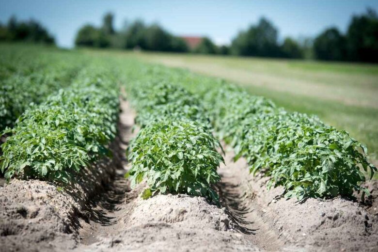 Crops Suitable For Alluvial Soil