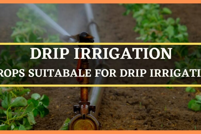 List of Crops Suitable For Drip Irrigation