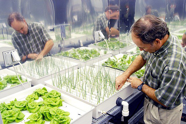 Crops Suitable For Hydroponics