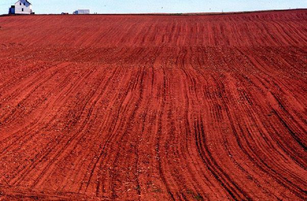 Crops Suitable For Red Soil