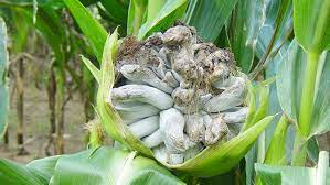 Common Diseases of Maize