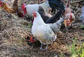 Fowl Cholera In Poultry And How To Treat With Herbs
