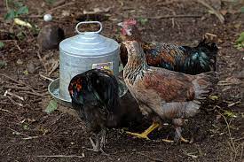 Fowl Pox in Poultry Farm How To Treat With Herbs