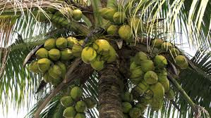 How To Grow Coconut In Ghana