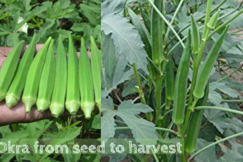 How To Grow Okra In Uganda