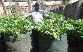 Guide on How to Grow Spinach in Kenya