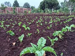 Guide on How to Grow Spinach in Uganda
