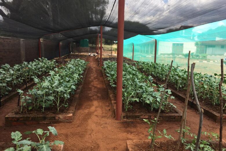 How to Grow Spinach in Zimbabwe