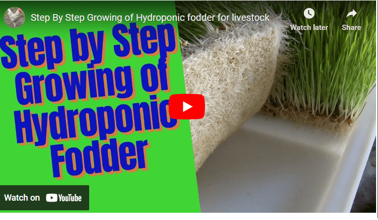 Hydroponic Fodder Production For Cows PDF