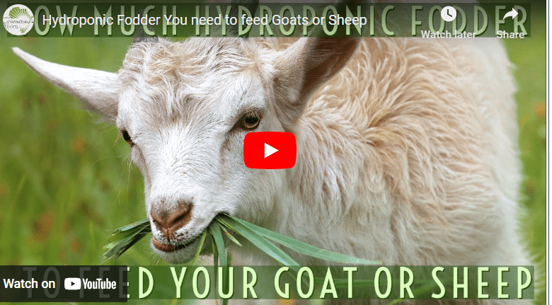 Hydroponic Fodder Production For Goats PDF