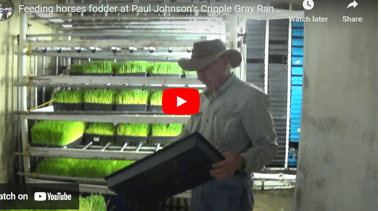 Hydroponic Fodder Production For Horses PDF
