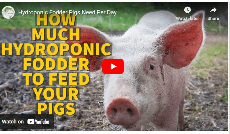Hydroponic Fodder Production For Pigs PDF
