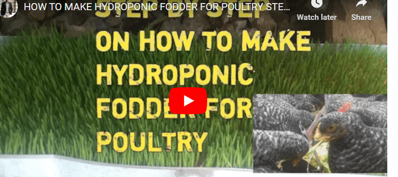 Hydroponic Fodder Production For Poultry
