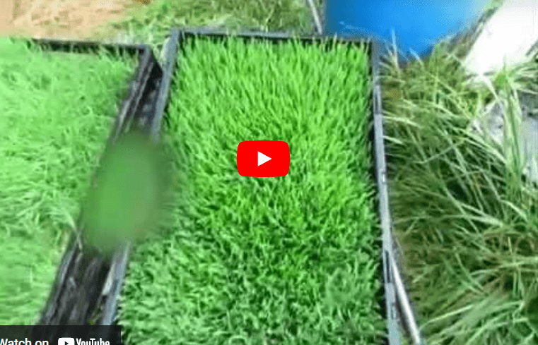 Hydroponic Fodder Production PDF for Rabbits