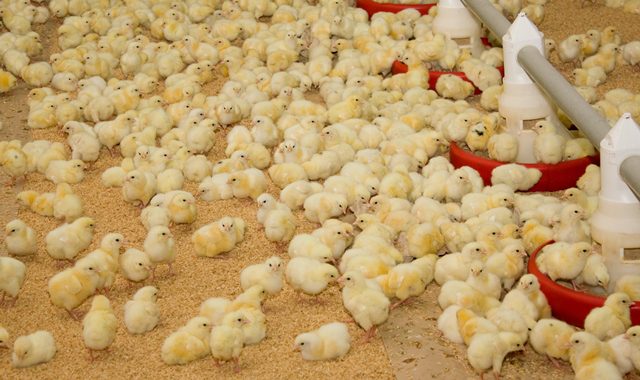 Infectious Bronchitis In Poultry Farm And How To Treat With Herbs And Drugs
