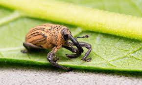 List Of Plants Susceptible To Vine Weevil